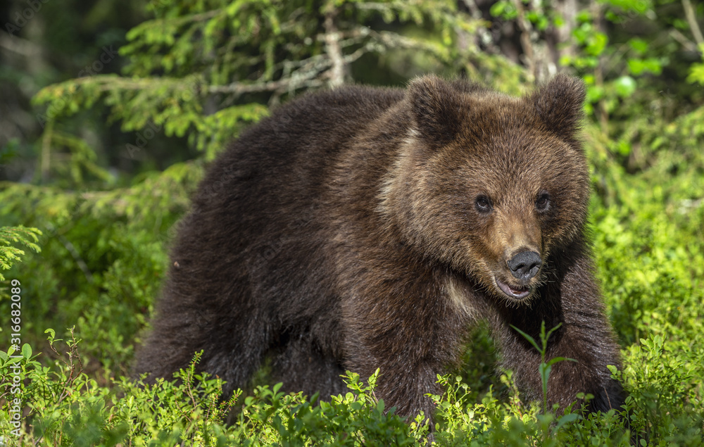 Cub of Brown Bear in the summer pine forest. Front view. Natural habitat. Scientific name: Ursus arctos. Cub of Brown Bear in the summer pine forest. Front view. Natural habitat. Scientific name: Ursus arctos.