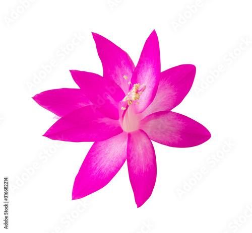 Beautiful pink flower isolated on white background. Zygocactus