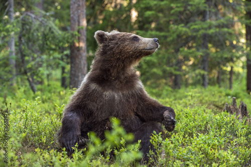 Cub of Brown Bear sit in the summer pine forest. Natural habitat. Scientific name: Ursus arctos.