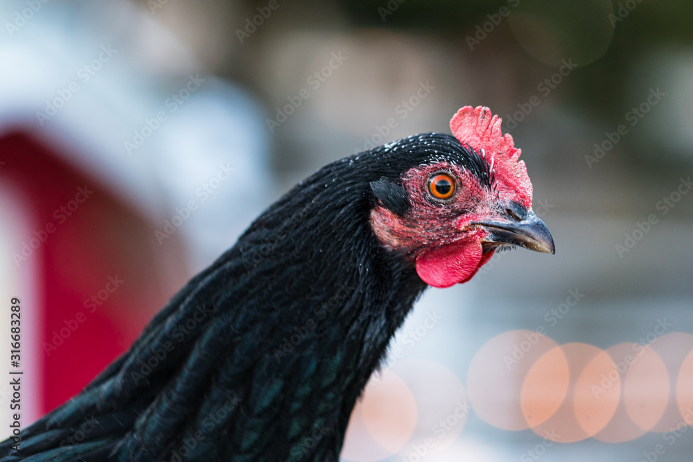 Closeup portrait of a good looking chicken