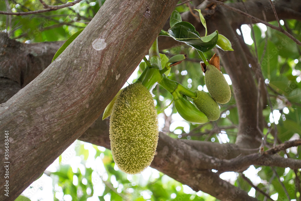 Asian summer fruits named Jackfruit scientific name Artocarpus heterophyllus,Small jackfruit hanging on jackfruit tree Asian summer fruits named Jackfruit scientific name Artocarpus heterophyllus,Small jackfruit hanging on jackfruit tree