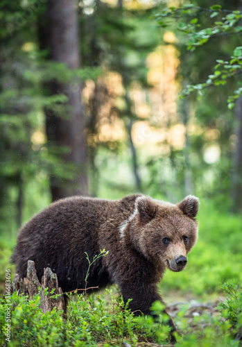 Juvenile Brown Bear in the summer pine forest. Natural habitat. Scientific name: Ursus arctos.