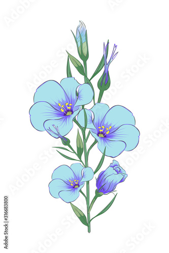  A branch of eustoma. Close-up. Color image of eustoma branches. Design element. Vector image.