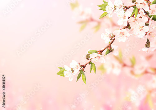 Beautiful magic spring scene with cherry flowers
