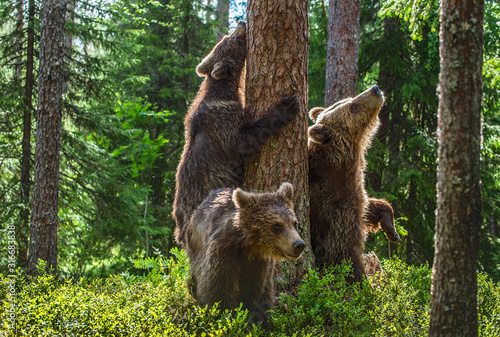 She-bear and bear cubs in the summer pine forest. Summer season, Natural Habitat. Brown bear, scientific name: Ursus arctos. © Uryadnikov Sergey