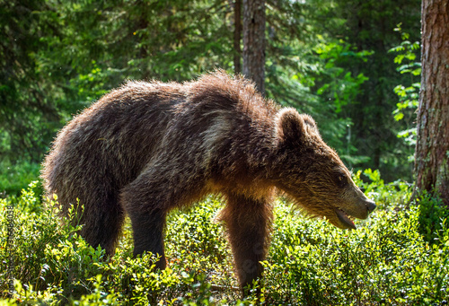 Cub of Brown Bear in the summer forest. Natural habitat. Scientific name  Ursus arctos.