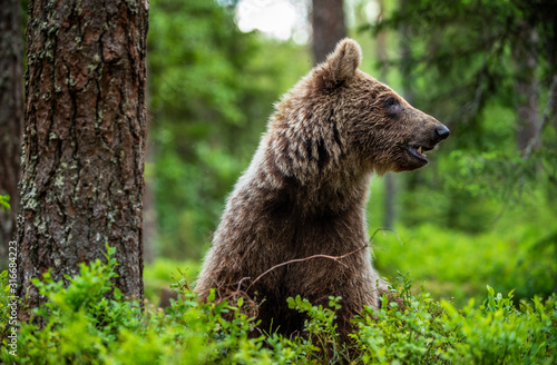 Juvenile Brown Bear sit in the summer pine forest. Natural habitat. Scientific name: Ursus arctos.