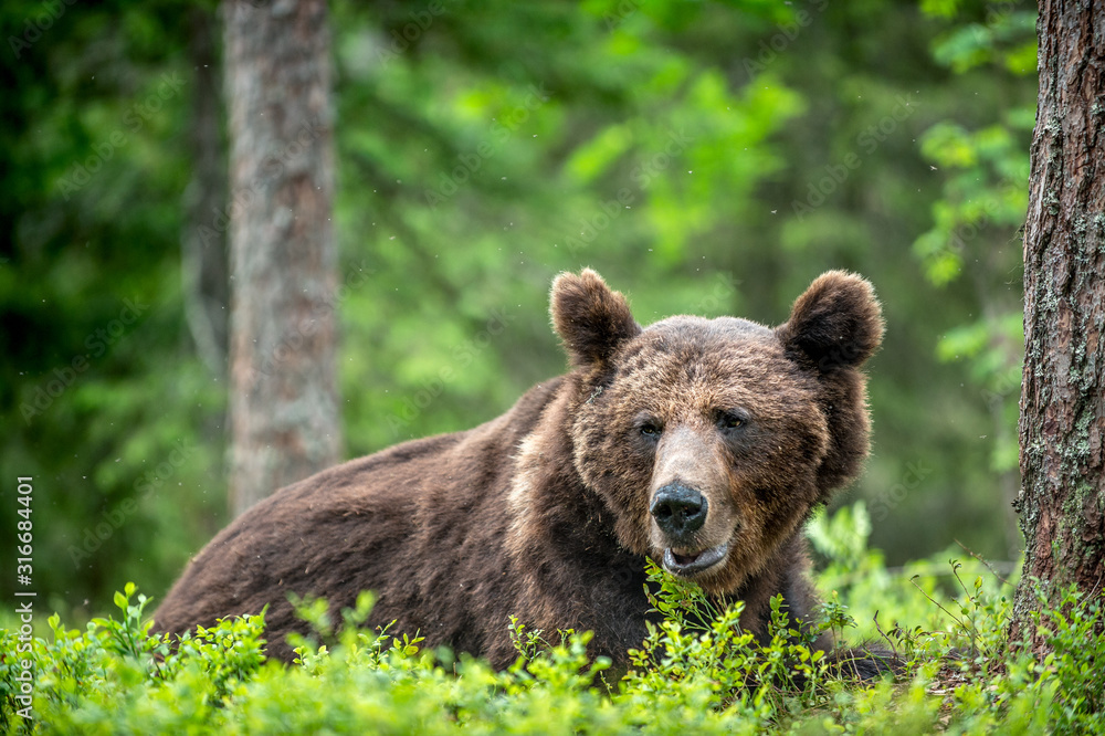 Wild Adult Male of Brown bear in the pine forest. Close up portrait. Scientific name: Ursus arctos. Natural habitat. Wild Adult Male of Brown bear in the pine forest. Close up portrait. Scientific name: Ursus arctos. Natural habitat.