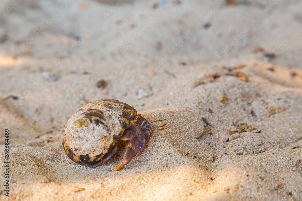 A sea snail walking along Cocalito Beach in Punta de Sal in the Caribbean Sea, Tela. Honduras