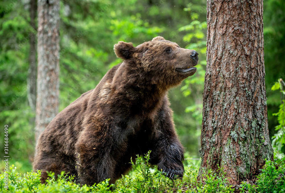 Fototapeta premium Wild Adult Male of Brown bear in the pine forest. Close up portrait. Scientific name: Ursus arctos. Natural habitat.