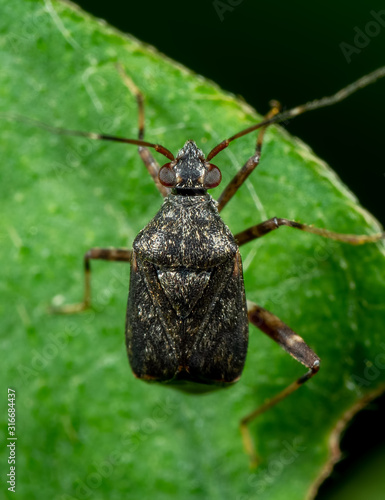 Macro Photo of Shield Bug on Green Leaf © backiris