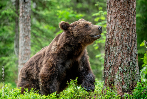 Wild Adult Male of Brown bear in the pine forest. Close up portrait. Scientific name: Ursus arctos. Natural habitat. © Uryadnikov Sergey