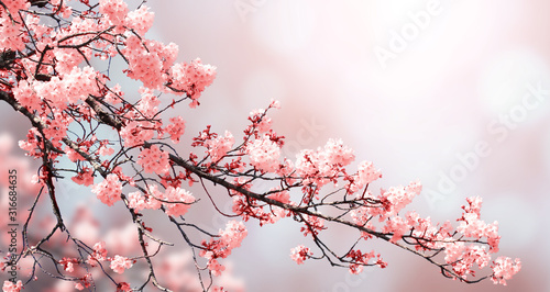 Beautiful nature spring background with sakura flowers photo