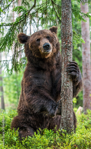 Brown bear stands on its hind legs by a tree in a pine forest. Adult Male of Brown bear in the summer pine forest. Scientific name: Ursus arctos. Natural habitat.