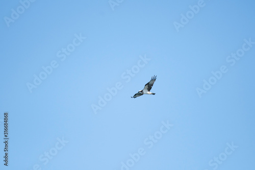 Osprey flying in Miyazaki city, Japan