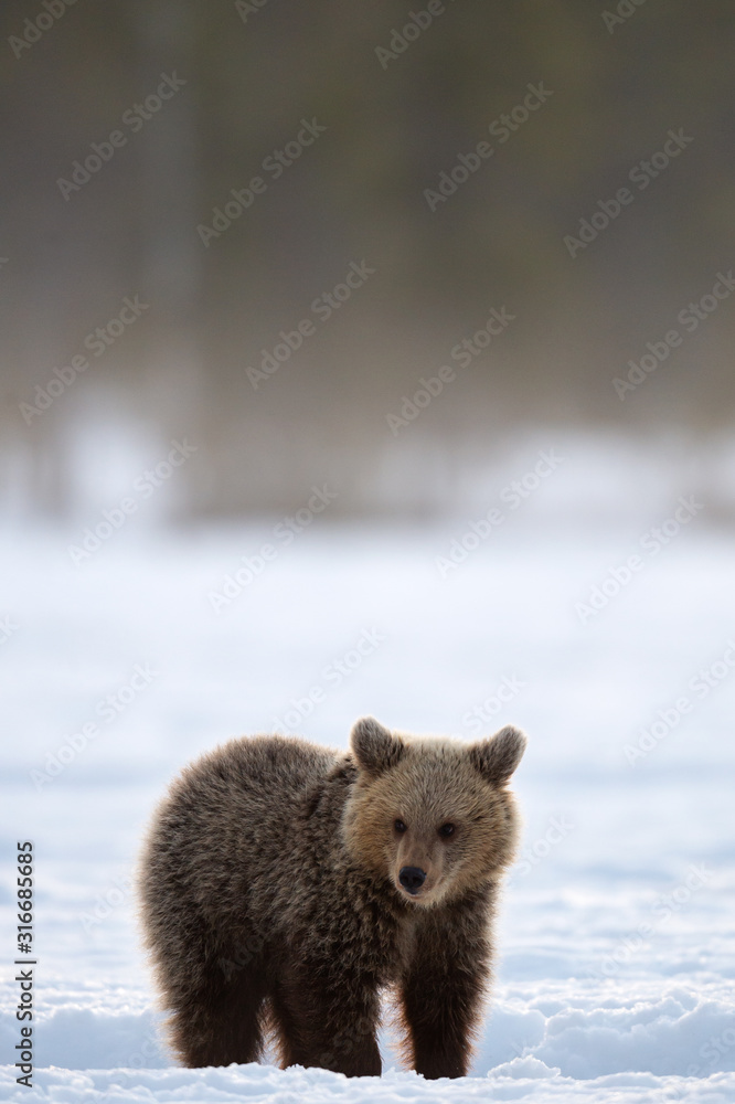 Obraz premium Bear cub in winter forest. Winter forest at morning mist sunrise. Natural habitat. Brown bear, Scientific name: Ursus Arctos Arctos.