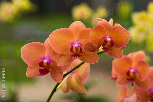 Brown orchid flowers with soft focus and blur background