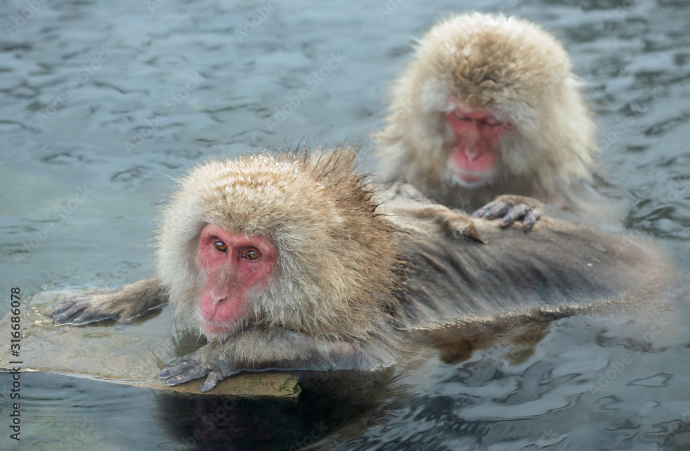 Naklejka premium Japanese macaque in the water of natural hot springs. The Japanese macaque ( Scientific name: Macaca fuscata), also known as the snow monkey. Natural habitat, winter season.