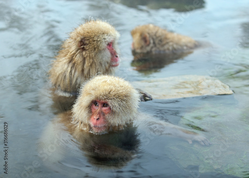 Japanese macaque in the water of natural hot springs. The Japanese macaque   Scientific name  Macaca fuscata   also known as the snow monkey. Natural habitat  winter season.