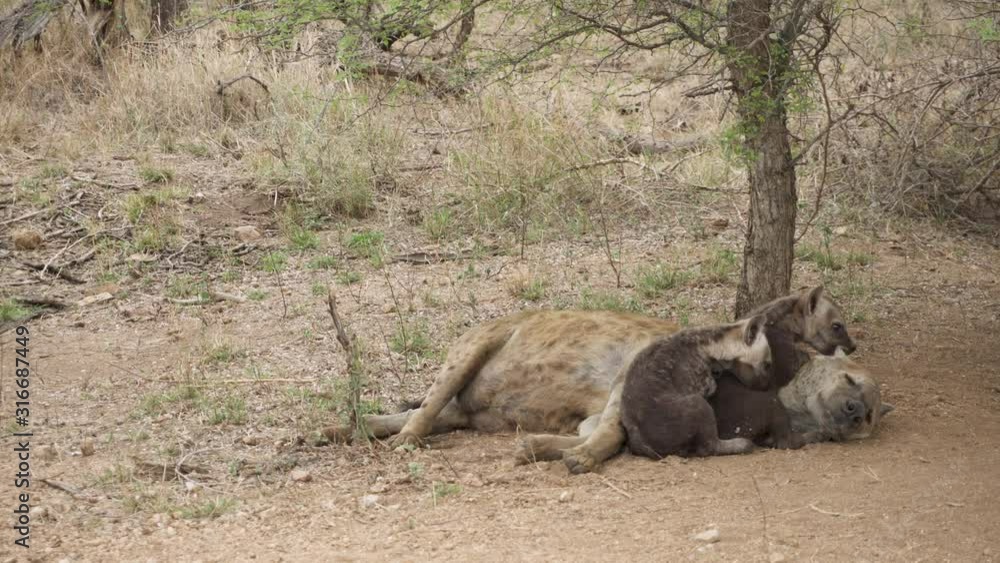 Close Up Shot of Two Spotted Hyena Cubs Nibbling on their Sleeping Mothers Ear Close Up Shot of Two Spotted Hyena Cubs Nibbling on their Sleeping Mothers Ear