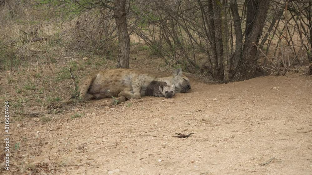Close Up Shot of a Young Spotted Hyena Cub Lying next to its Sleeping Mother Close Up Shot of a Young Spotted Hyena Cub Lying next to its Sleeping Mother