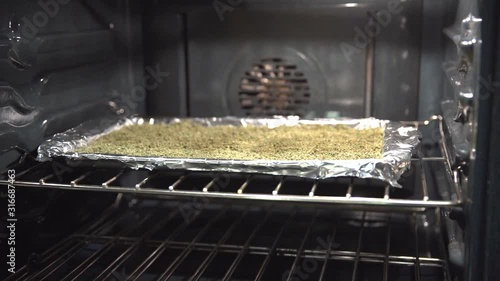 Finely ground marijuana on a baking sheet in the oven for decarboxylation and cooking into thc cbd infused oil for edibles or medical cream. photo