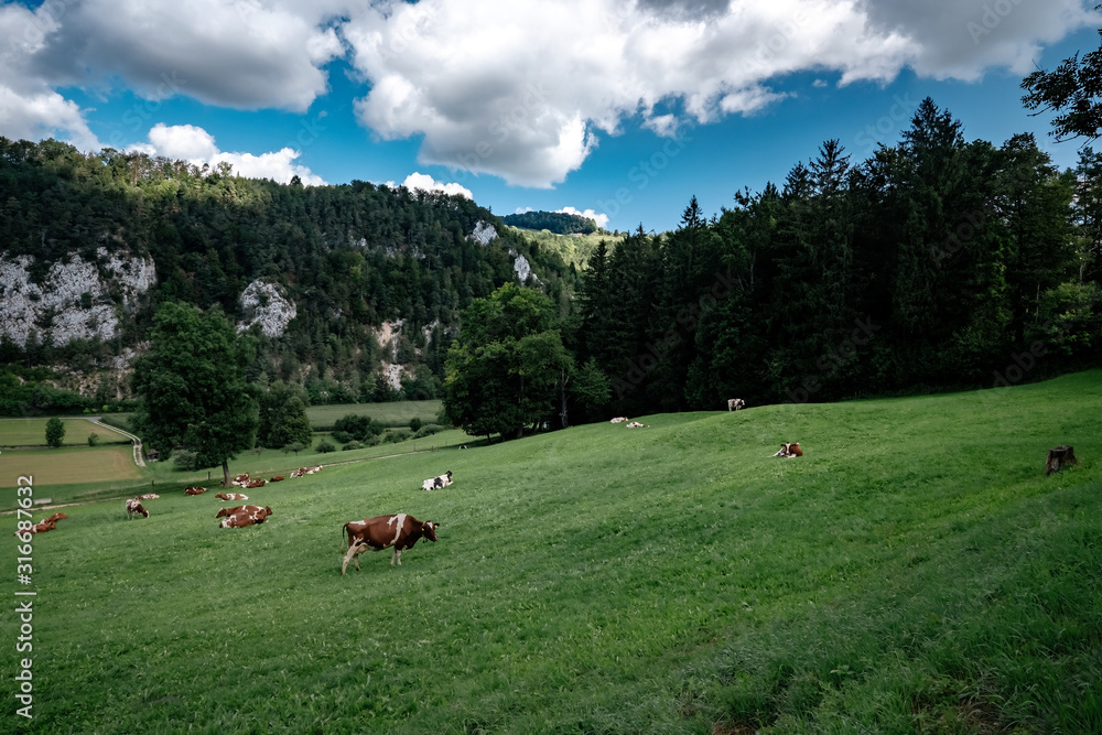 Cows grazing in tyrol alps on the mountains milk cheese advertisement