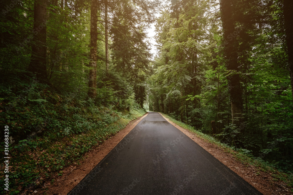 Fototapeta premium the road in the summer or spring forest