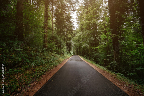 the road in the summer or spring forest