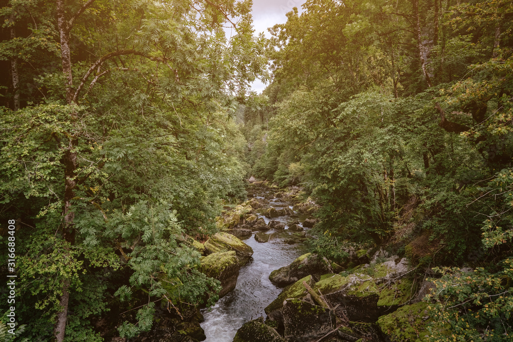 Misty River Through a green Forest in summer