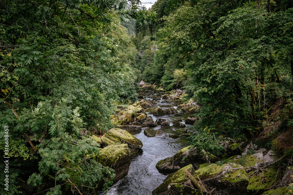 Misty River Through a green Forest in summer Misty River Through a green Forest in summer