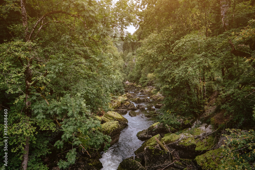Misty River Through a green Forest in summer Misty River Through a green Forest in summer