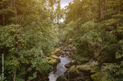 Misty River Through a green Forest in summer