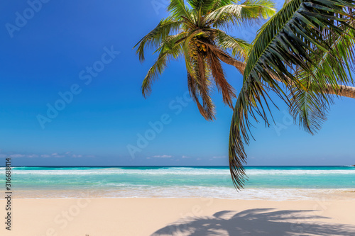 Fototapeta Naklejka Na Ścianę i Meble -  Paradise beach with white sand and coconut palms. Summer vacation and tropical beach concept.	