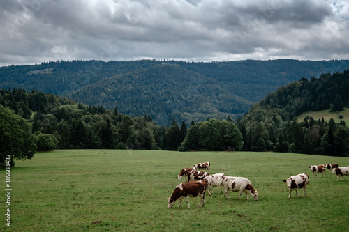 Cows grazing in tyrol alps on the mountains milk cheese advertisement © YURII Seleznov