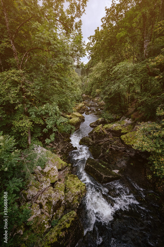 Misty River Through a green Forest in summer