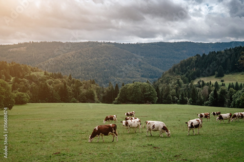 Cows grazing in tyrol alps on the mountains milk cheese advertisement © YURII Seleznov