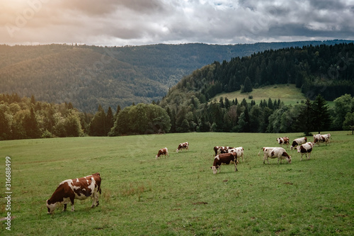 Cows grazing in tyrol alps on the mountains milk cheese advertisement