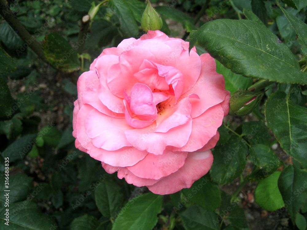 A delicate scarlet rose against a background of dark foliage. A delicate scarlet rose against a background of dark foliage.