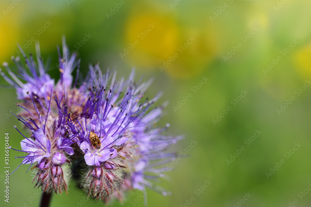 Close-up of a purple meadow flower in summer against a bright green background with delicate hairs and small drops of water, which glows in the sun, for grassland fertilization