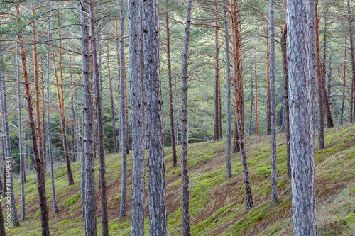 Pinus sylvestris. Bosque de pino silvestre o albar. Pinar de Las Lomas, León, España.