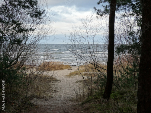 ROAD TO THE SEA THROUGH DUNES PAST PINE AND BUSHES