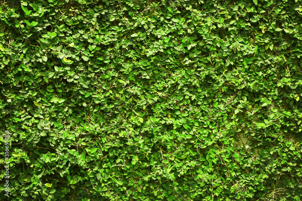 ivy green leaves covered the wall. background of natural tree fence for design art work. ivy green leaves covered the wall. background of natural tree fence for design art work.