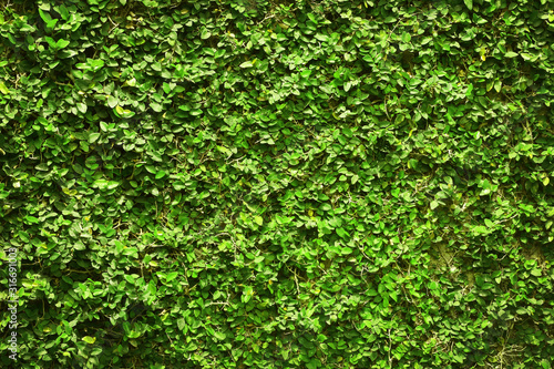 ivy green leaves covered the wall. background of natural tree fence for design art work. © Nattha99