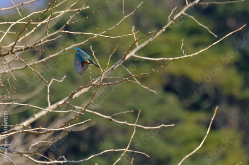 kingfisher in flight © Matthewadobe