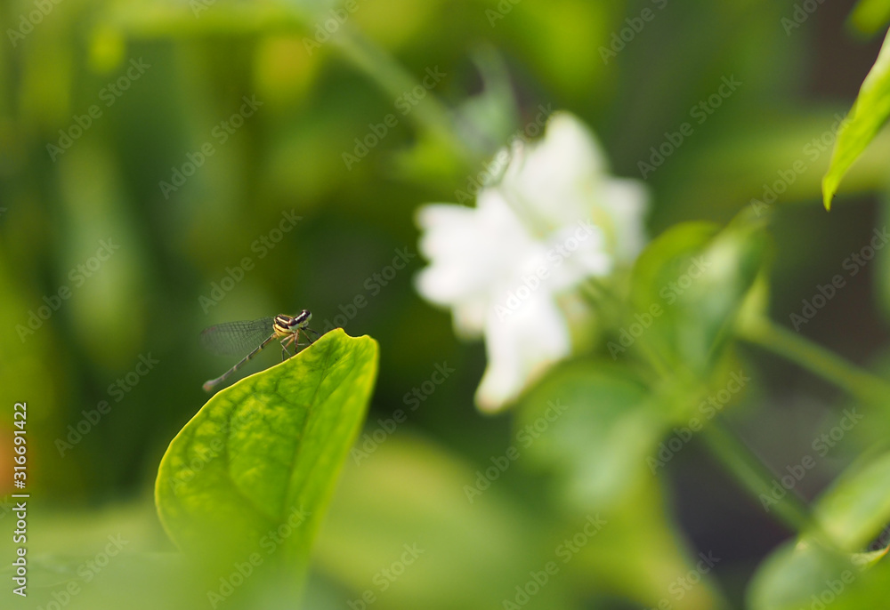 Dragonfly on leaves Jasmine white flower in garden, blurred of nature background Dragonfly on leaves Jasmine white flower in garden, blurred of nature background