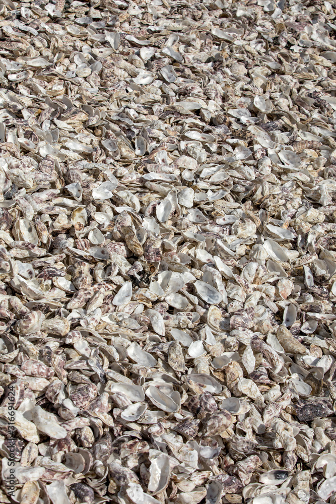 Thousands of empty shells of eaten oysters discarded on sea floor in Cancale, famous for oyster farms. Brittany, France Thousands of empty shells of eaten oysters discarded on sea floor in Cancale, famous for oyster farms. Brittany, France