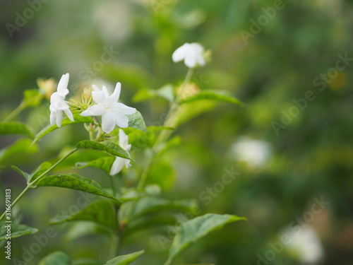Jasmine white flower in garden, Fragrant flowers on blurred of nature background © pakn