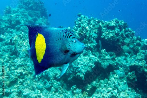 Yellowband  angelfish  Pomacanthus maculosus, also known as the halfmoon angelfish,. coral fish © mirecca