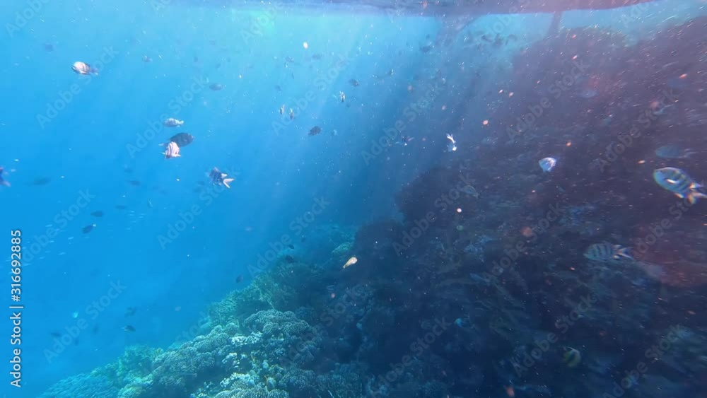 Coral Reef and Fish in Red Sea, Egypt. Snorkeling of the Coast of Red Sea in Marsa Alam. Coral Reef and Fish in Red Sea, Egypt. Snorkeling of the Coast of Red Sea in Marsa Alam.